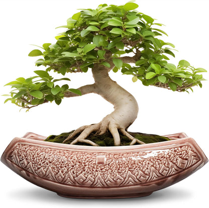 Large Bonsai Pots - 18 Inch Ceramic Succulent Pots with Drainage Hole, Bonsai Planter for Indoor