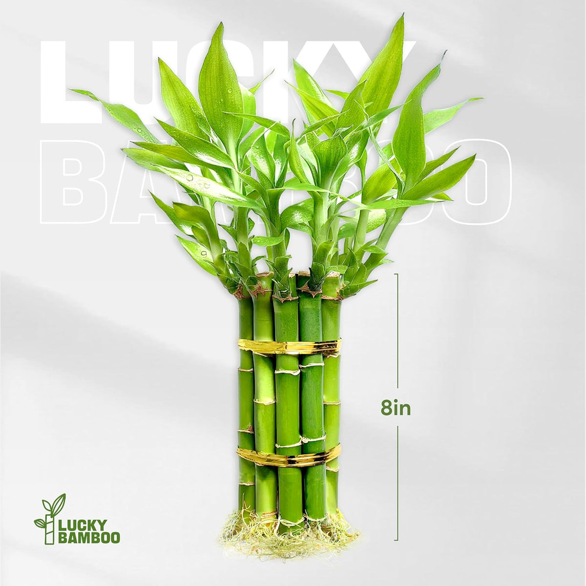 Lucky Bamboo Plants Live Indoor (10 Stalks, 8 Inch) - Fresh House Plants for Office Desk, Home