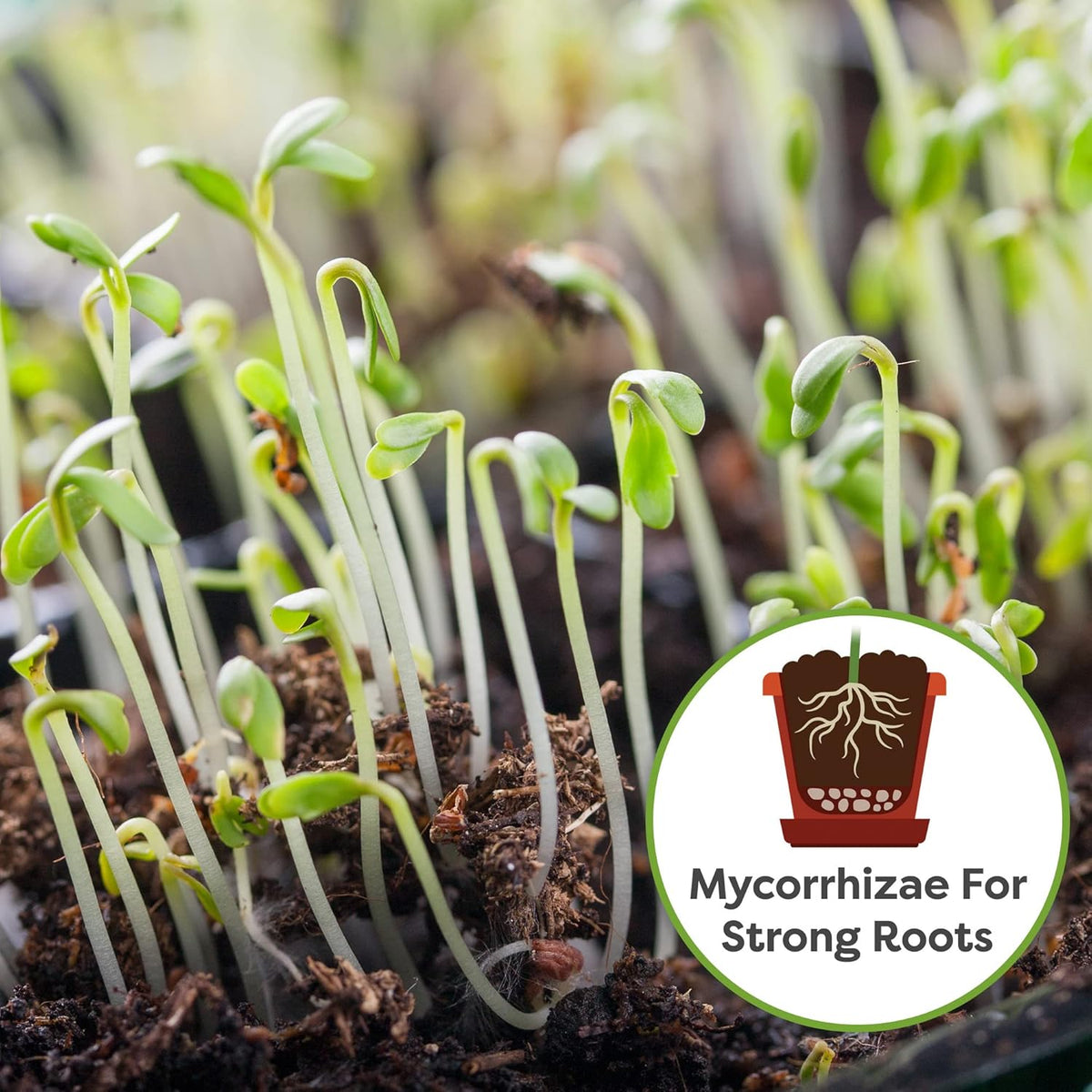 Perfect Plants Organic Seed Starter Soil Mix 4qt. | Contains Worm Castings and Mycorrhizae |