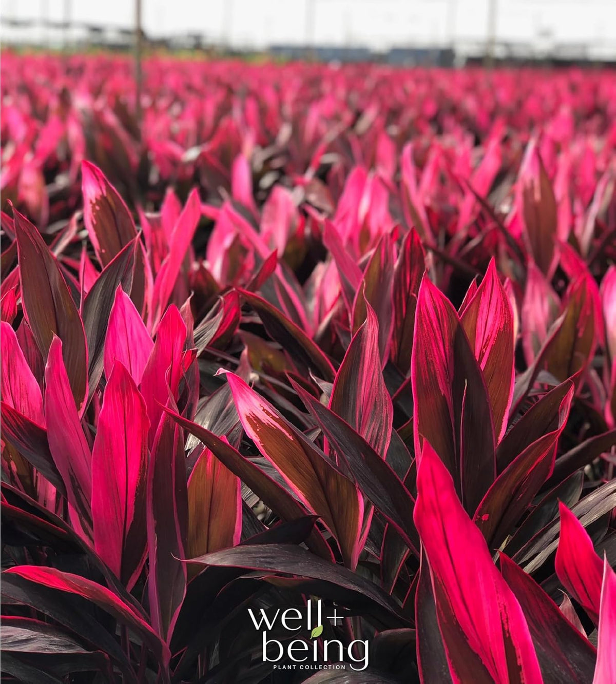 Cordyline Fruticosa, Red Sister, Ti Plant, Live Plant 25-30 in. Tall in Grower Pot by Nature's Way
