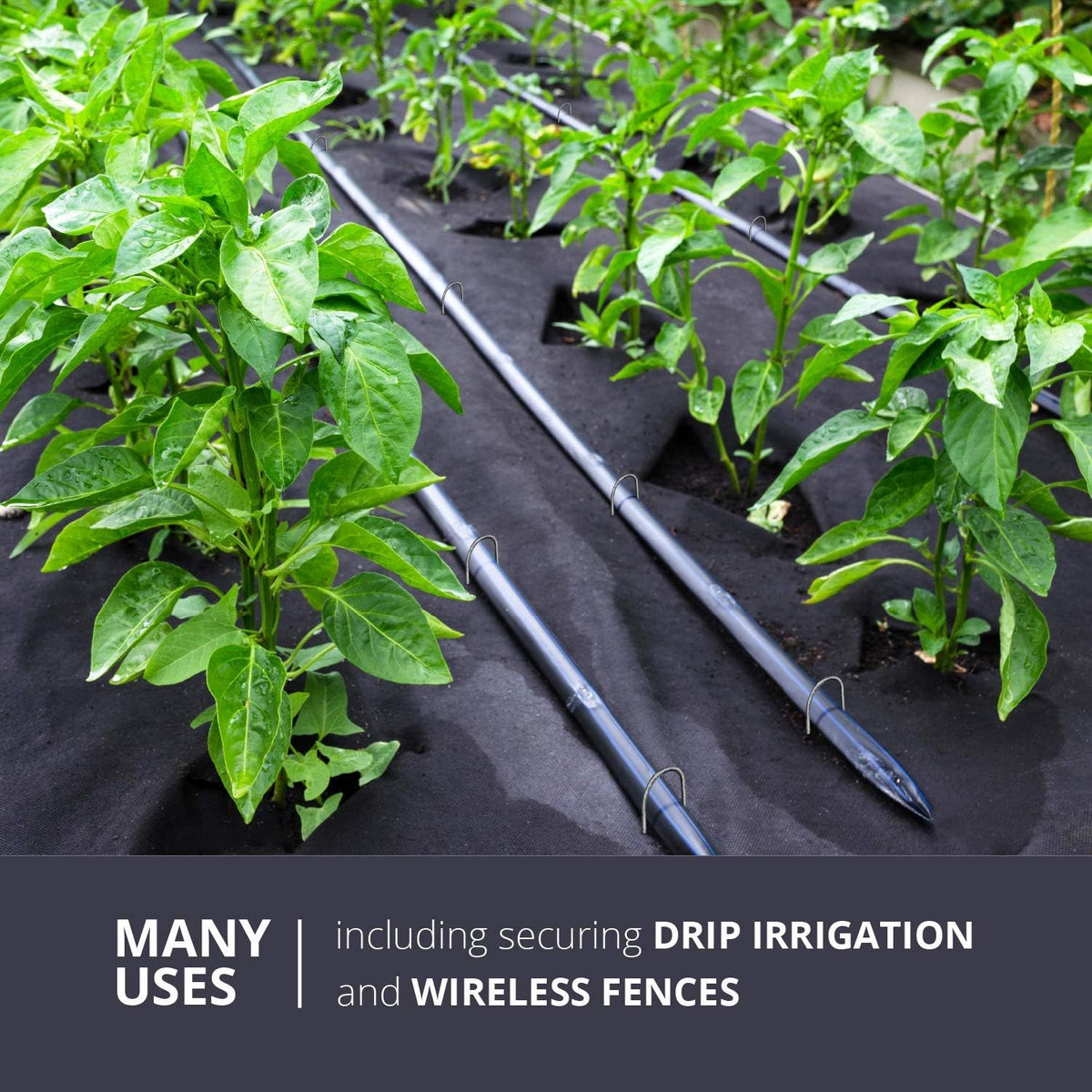 Sandbaggy Galvanized 6 Inch Landscape Staples | Industrial Grade Garden Stakes | Designed for Drip