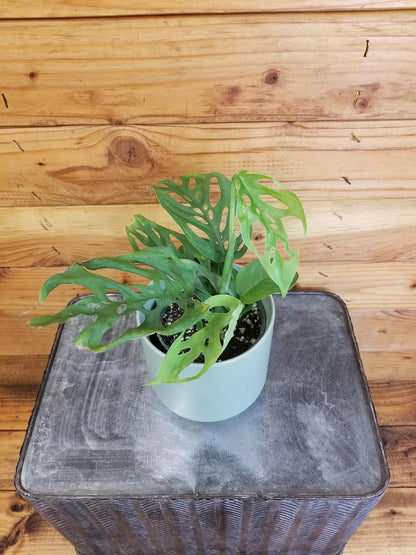 Monstera Esqueleto, 4" Plant