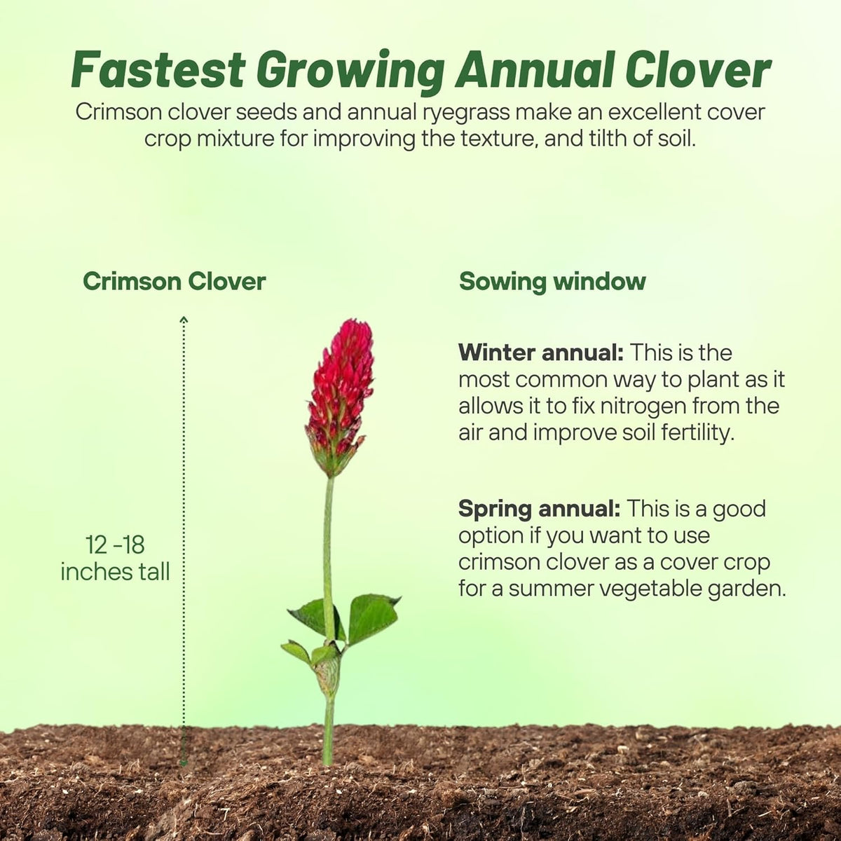 Outsidepride Crimson Clover Seeds - 40 lbs. Annual, Nitrocoated, & Inoculated Ground Cover Seeds