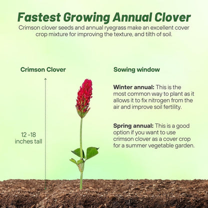 Outsidepride Crimson Clover Seeds - 40 lbs. Annual, Nitrocoated, & Inoculated Ground Cover Seeds