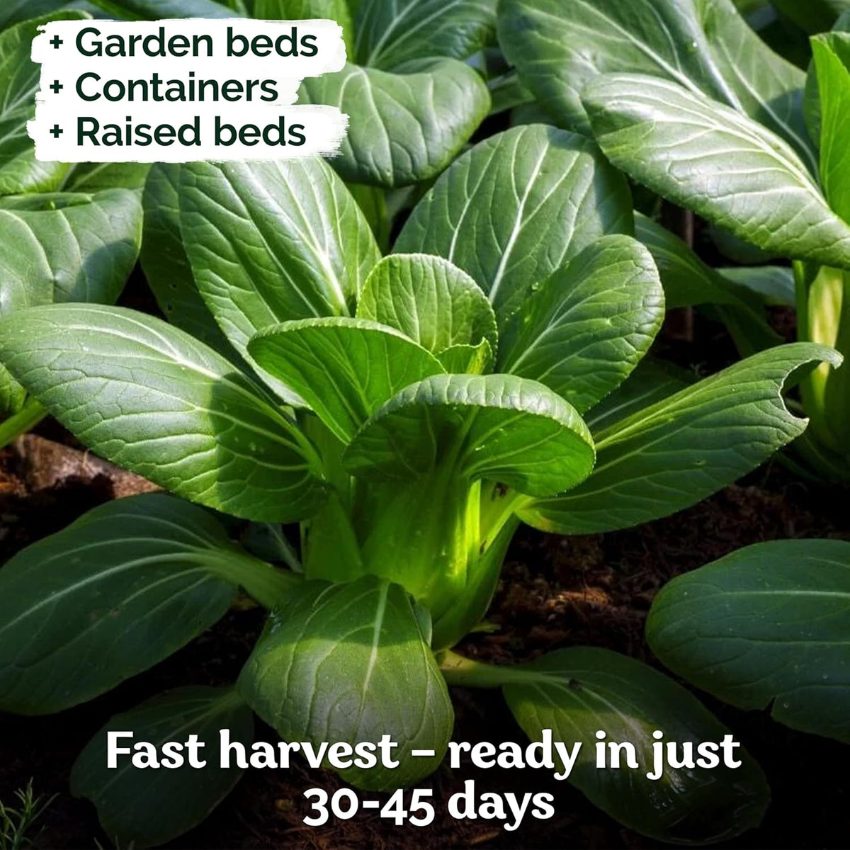 KVITER 1,200 Baby Bok Choy Seeds for Planting (Brassica rapa subsp. chinensis) – Heirloom Extra