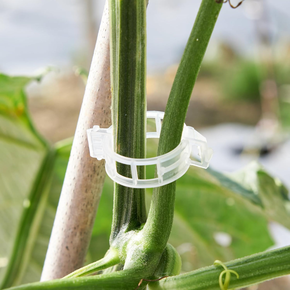 100 Pcs Plant Support Clips,Plastic Clips for Securing Plants,Tomato Vine Clips,Plant Fixing
