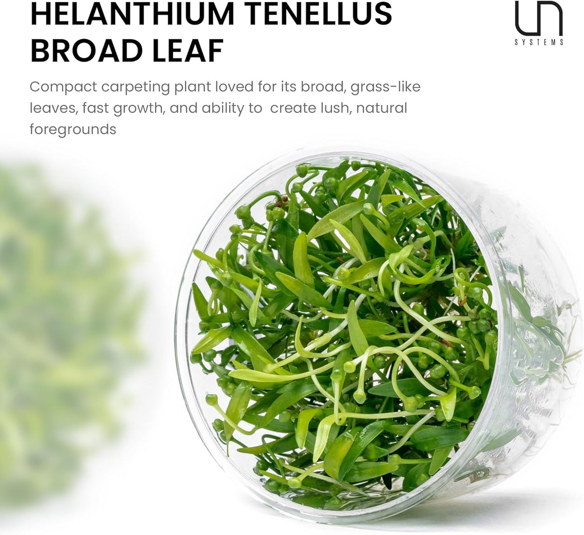 Ultum Nature Systems Live Tissue Culture - Helanthium tenellum 'Broad Leaf' - Easy - Medium to High