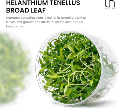 Ultum Nature Systems Live Tissue Culture - Helanthium tenellum 'Broad Leaf' - Easy - Medium to High
