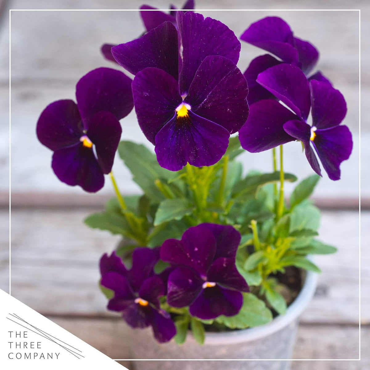 Live Healthy Flowering Pansies - Purple (4 Plants Per Pack), Beautiful Fall Color, 6" Tall by 4"