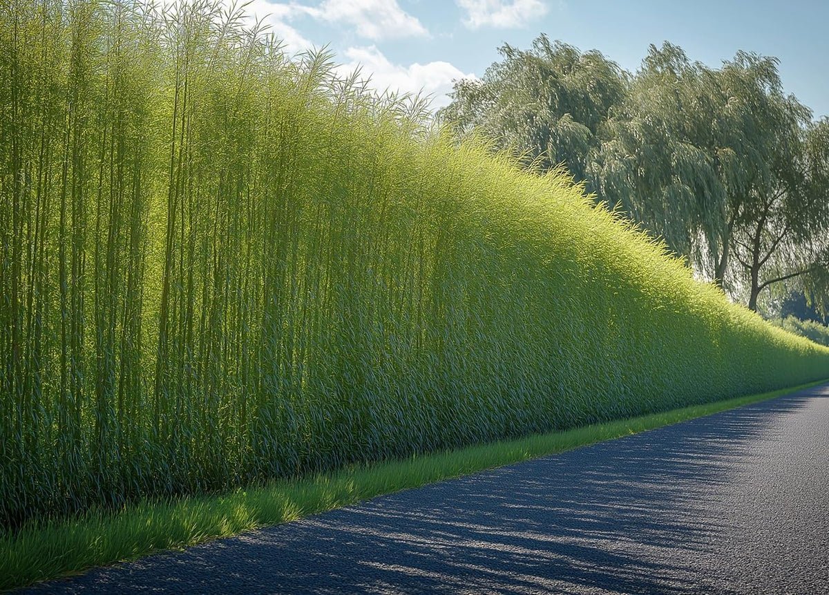 50 Hybrid Willow Trees - Fast Privacy Trees or Shade - Austree Willow Grow 6-10 Feet Per Year