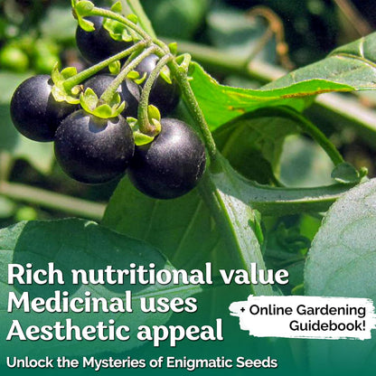 KVITER 50 Black Nightshade Hierba Mora Seeds (Solanum Nigrum) - Nightshade Seed, Heirloom Seed Non