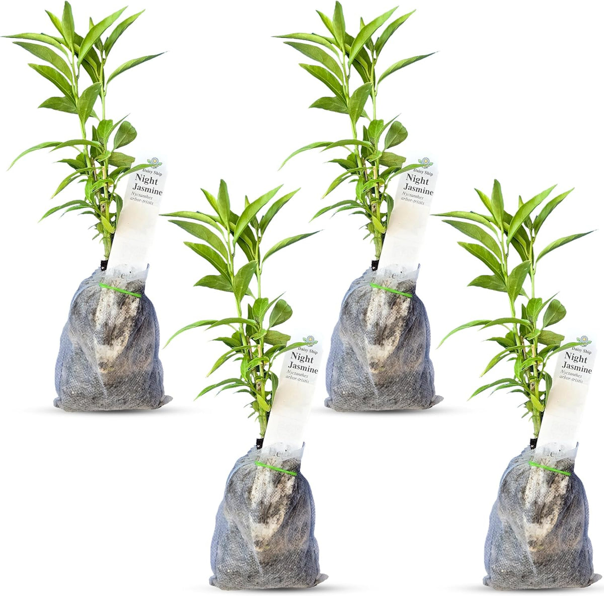Night Blooming Jasmine Live Plant - Cestrum Nocturnum. Fragrant Flowering Shrub for Garden, Patio