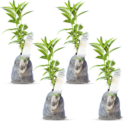 Night Blooming Jasmine Live Plant - Cestrum Nocturnum. Fragrant Flowering Shrub for Garden, Patio