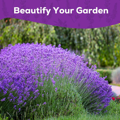 English Lavender Seeds for Planting - 1500+ Heirloom, Non-GMO Seeds - High Germination, Fragrant