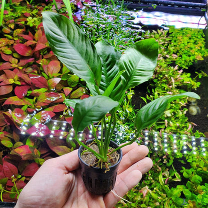 SubstrateSource Anubias Live Aquarium Plants - Potted Freshwater Plant for Fish Tanks, Terrariums