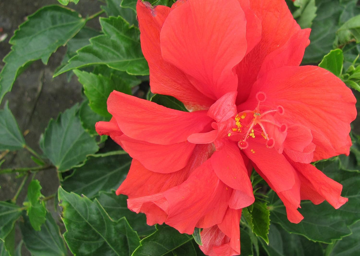 Live Hibiscus Plant - Tropical Flowering Tree - Red Double Flower - Overall Height 38" to 44"