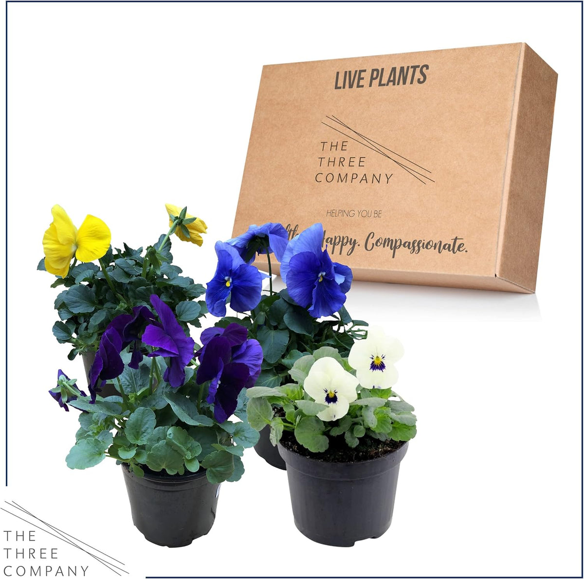 Live Healthy Flowering Pansies - Assorted Colors (4 Plants Per Pack), Beautiful Fall Color, 6" Tall