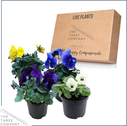 Live Healthy Flowering Pansies - Assorted Colors (4 Plants Per Pack), Beautiful Fall Color, 6" Tall