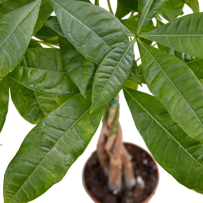 Money Tree 'Guiana Chestnut' Pachira Braid Live Plant for Indoor | Different Houseplants in 4'' &