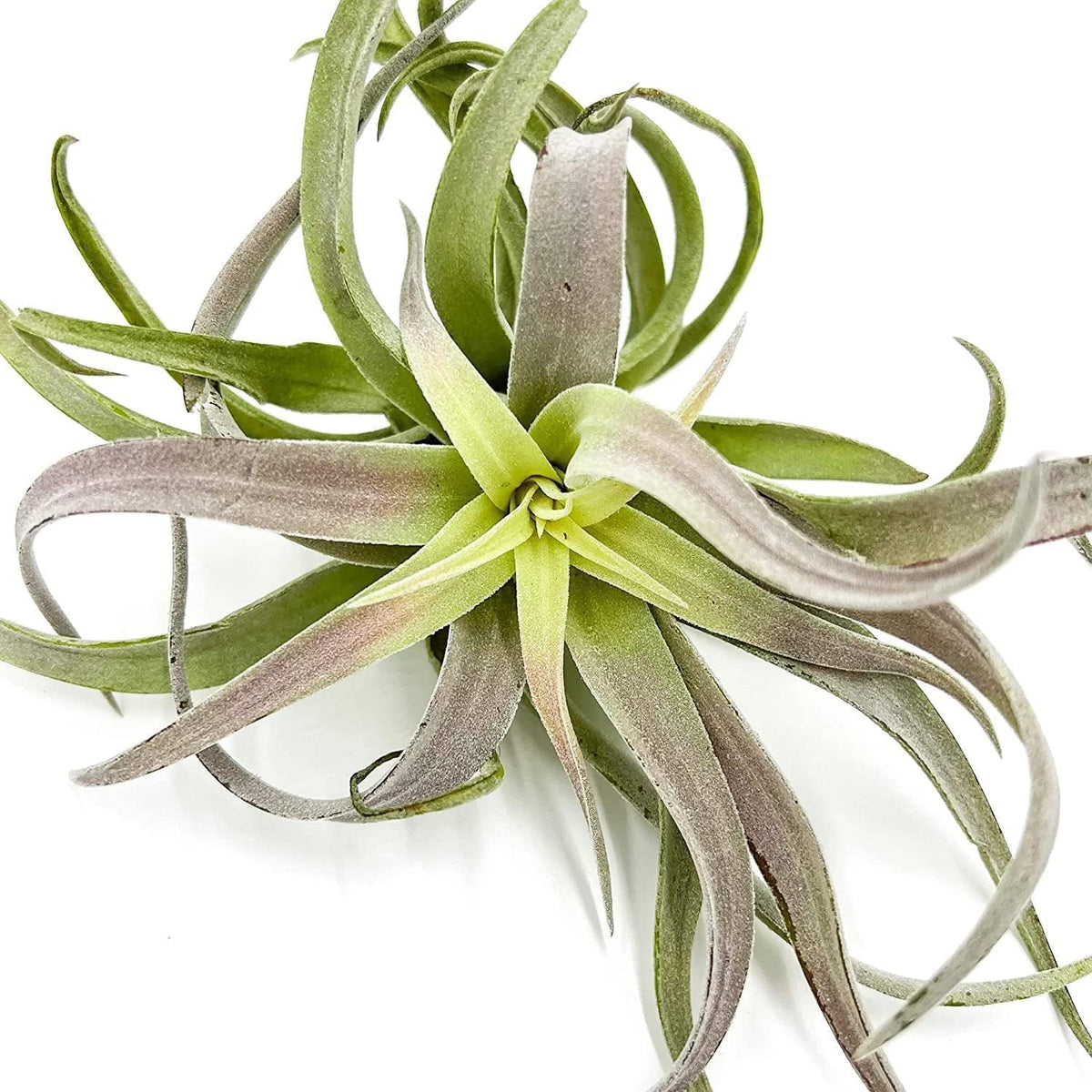 ragnaroc Air Plants - Tillandsia Cacticola, Jumbo 6-9" - 3ct - Live Arrival Guaranteed - House