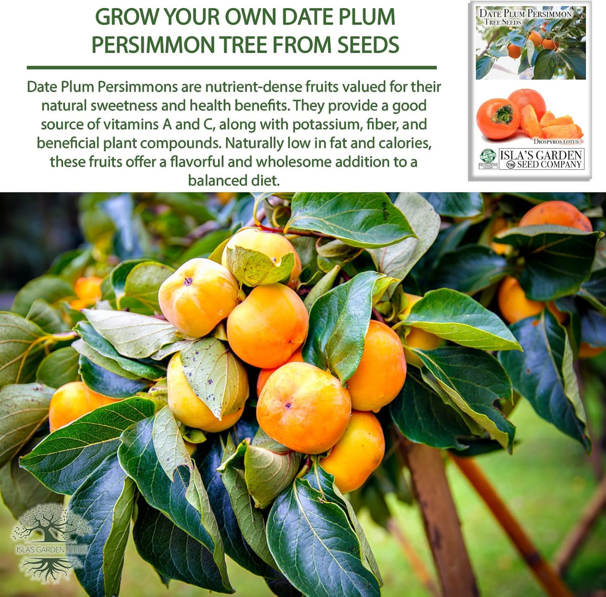 Date Plum Persimmon Tree Seeds (Diospyros Lotus) – 30+ Non-GMO & Heirloom Seeds, Exotic & Rare
