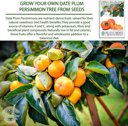 Date Plum Persimmon Tree Seeds (Diospyros Lotus) – 30+ Non-GMO & Heirloom Seeds, Exotic & Rare
