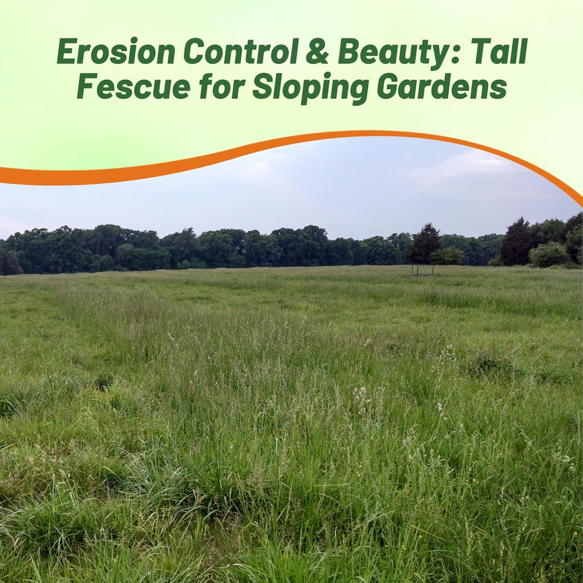 Outsidepride Forage Tall Fescue Grass Seeds - 25 lb. Perennial, Drought-Tolerant & Easy to Grow