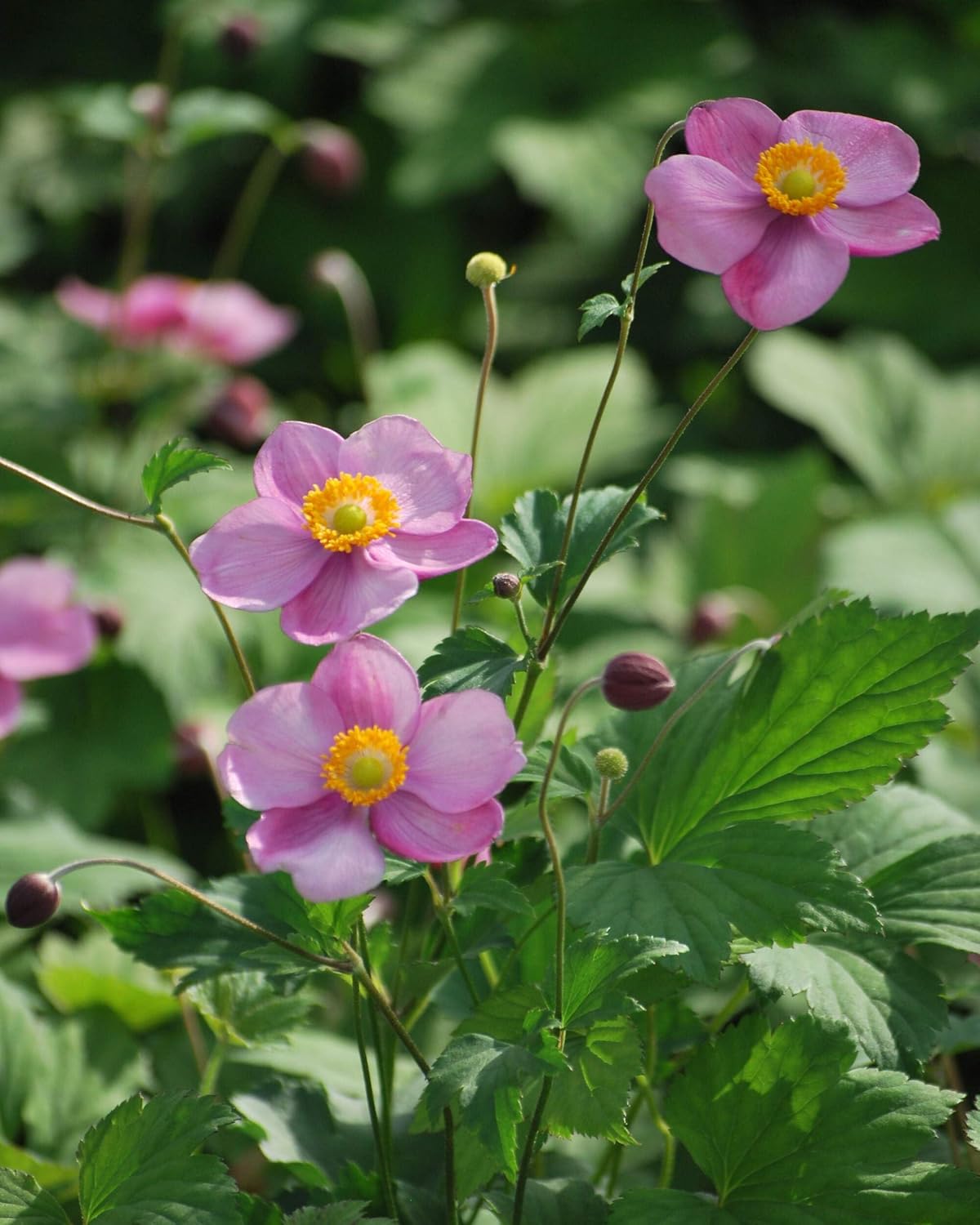 Perennial Farm Anemone Tomentosa 'Robustissima' – Live Windflower Perennial in #1 Container, Soft