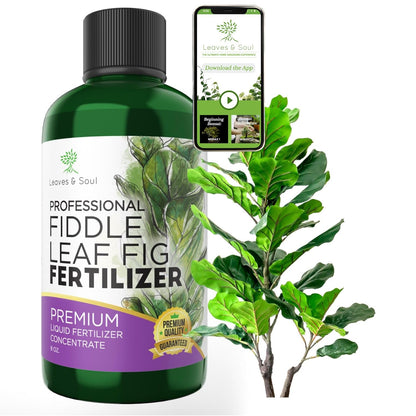 Leaves and Soul Professional Liquid Fiddle Leaf Fig Plant Fertilizer | 3-1-2 Concentrate for House