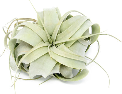 Seedling Xerographica Air Plants 2 to 4 Inch Wide - Tillandsia Succulent House Plants - Available