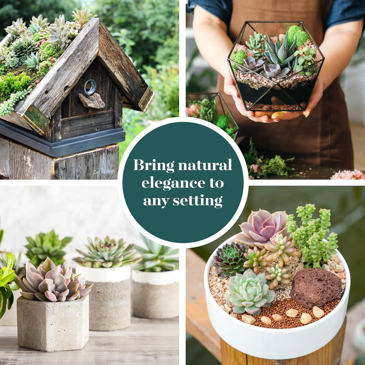 Shop Succulents Assorted Succulent Plant Pack Bulk Collection - Live Mini Succulent Plants, Low