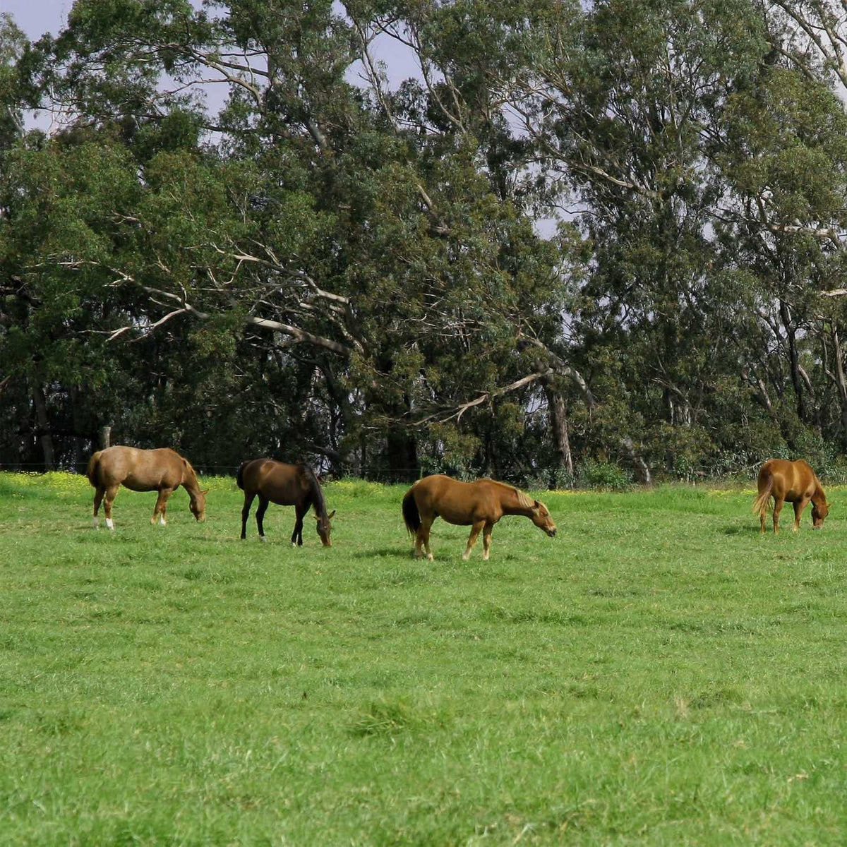 Outsidepride All-Purpose Pasture Seed Mix - 50 lb. Perennial, Drought-Tolerant & Fast-Growing