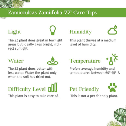 Zamioculcas Zamiifolia ZZ Live Plant for Indoor | Different Houseplants in 4'' & 6'' Pot | Real