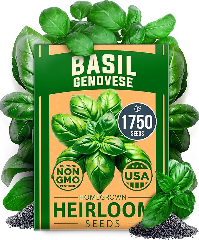 HOME GROWN 𝗨𝗦𝗔 𝗣𝗥𝗘𝗠𝗜𝗨𝗠 Genovese Basil Seeds Pack 1,750+ High Germination 𝗡𝗢𝗡-𝗚𝗠𝗢