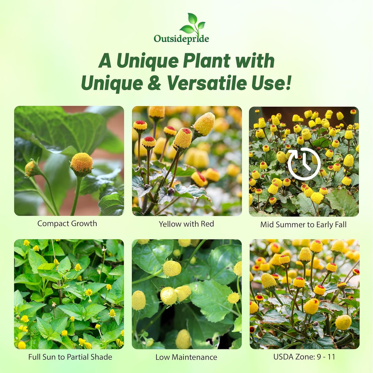 Outsidepride Toothache Plant Seeds - 5000 Pcs. Perennial, Easy to Grow & Pollinator Friendly, Herb