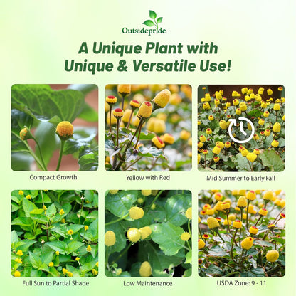 Outsidepride Toothache Plant Seeds - 10000 Pcs. Perennial, Easy to Grow & Pollinator Friendly, Herb