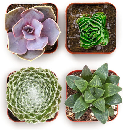 Shop Succulents Collectors Succulent Plant Pack Collection - Live Mini Succulent Plants, Low