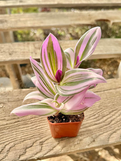 2" Unique Succulents Plants Live, Live Starter Succulent Plants, Easy Care House Plants Rooted in
