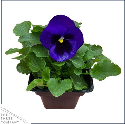 Live Healthy Flowering Pansies - Purple Blotch (4 Plants Per Pack), Beautiful Fall Color, 6" Tall