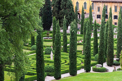 Florida Foliage Italian Cypress Tree | 10 Live Seedlings Cupressus Sempervirens Formal Elegant