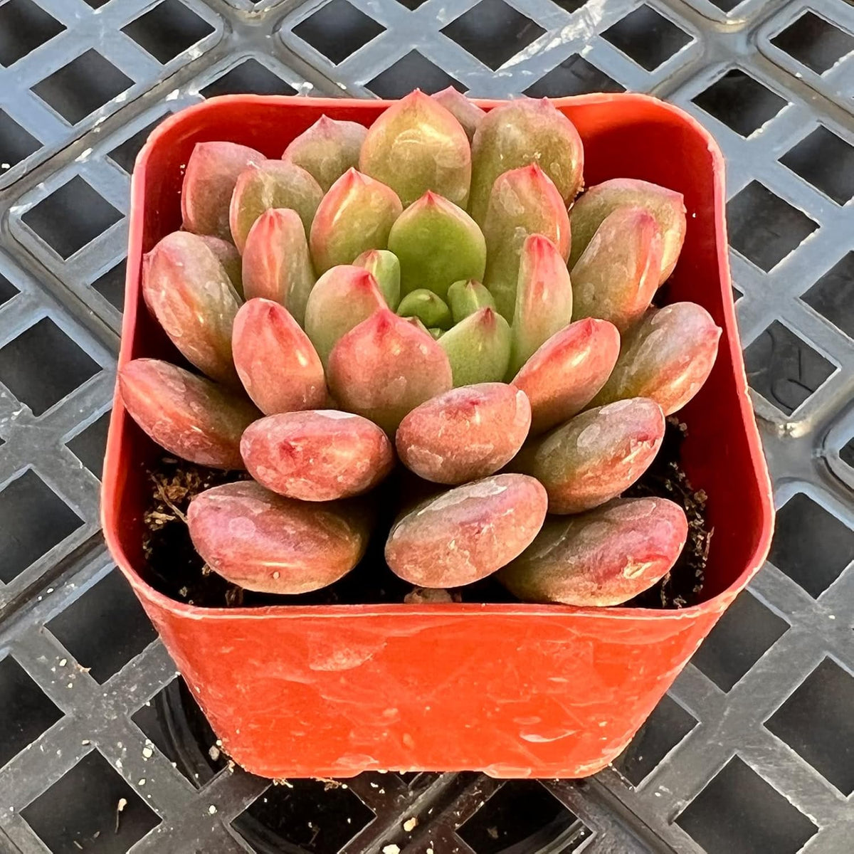 Sprout N Green Sedeveria Pink Ruby, Live Succulent Plant Fully Rooted in 2" Pot, Real House for