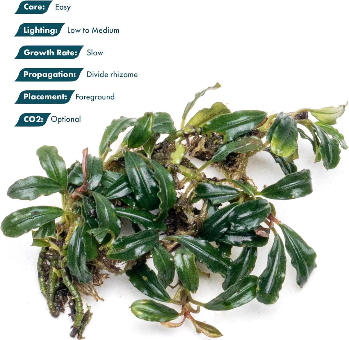 SubstrateSource Bucephalandra Lamandau Mini Purple Live Aquarium Plant - Natural Freshwater Fish