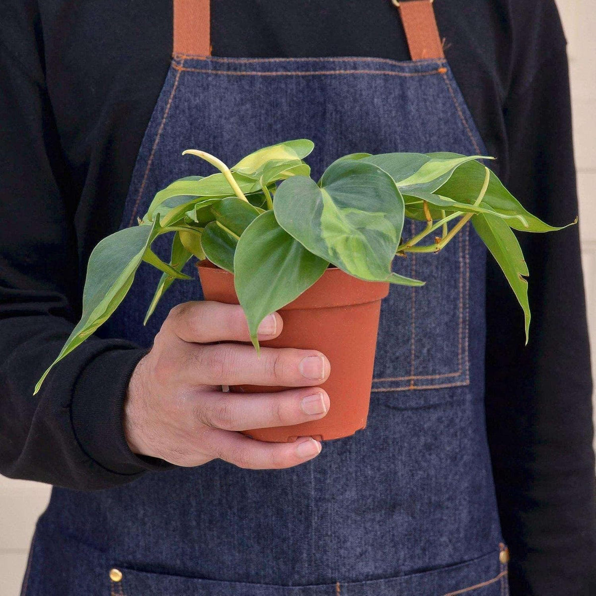 Philodendron Hederaceum Brasil Live Plant for Indoor | Different Houseplants in 3'' Pot | Real