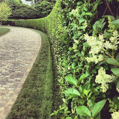 Curled Leaf Privet | 10 Live Quart Size Plants | Ligustrum Japonicum Recurvifolium, Evergreen