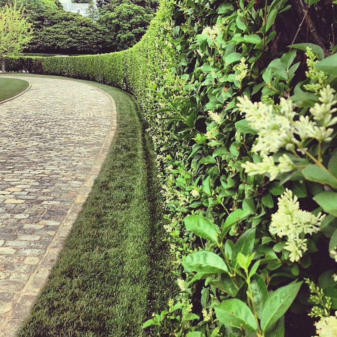 Curled Leaf Privet | 1 Live Quart Size Plant | Ligustrum Japonicum Recurvifolium, Evergreen