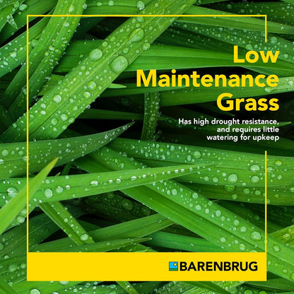 Barenbrug Winter Wonderlawn Grass Seed for Southern Lawns, Fast-Acting Durable Grass Seed Mix for