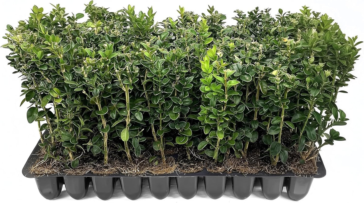 Green Mountain Boxwood | 3 Live Plants | Buxus sempervirens ‘Green Mountain’ | Evergreen Privacy
