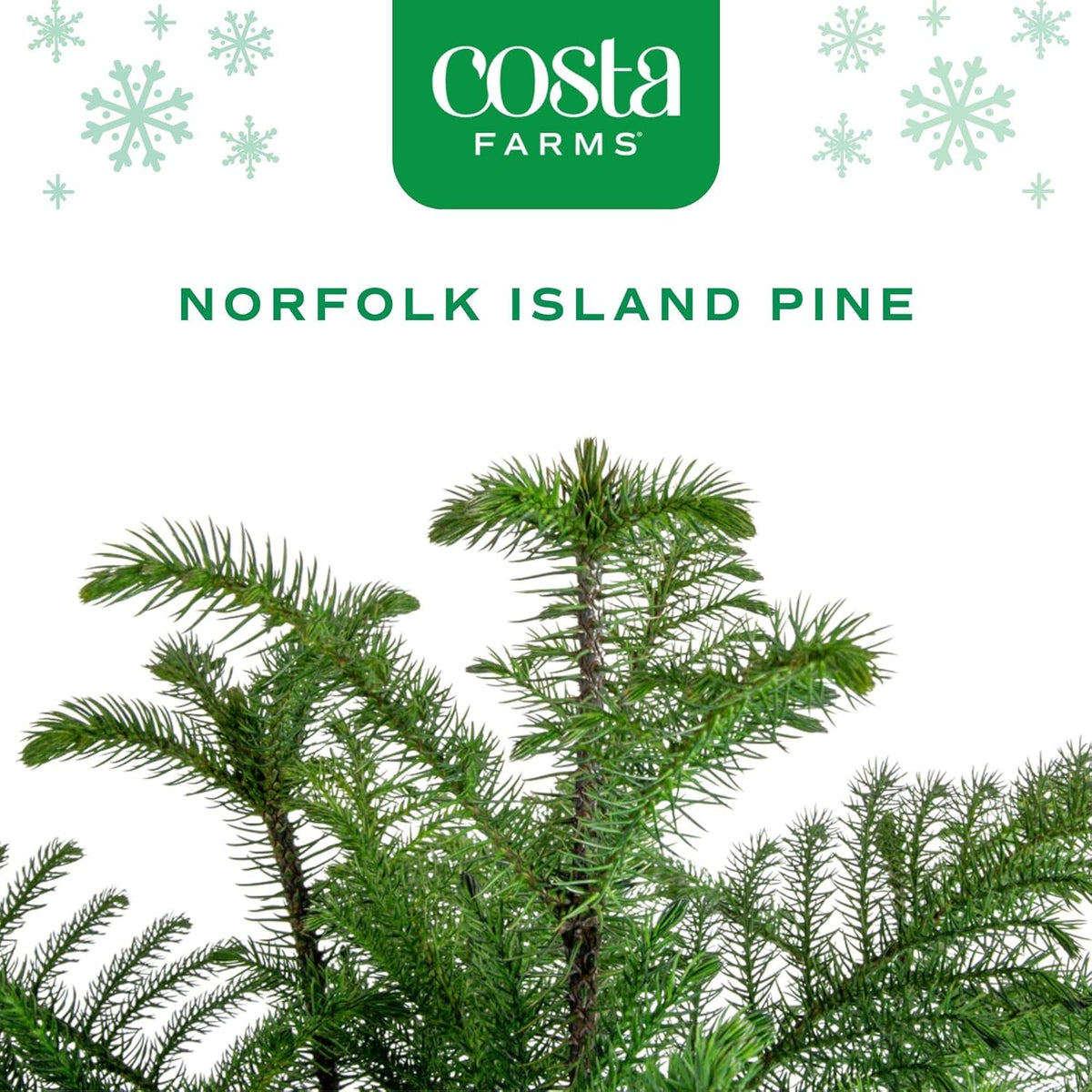 Costa Farms Norfolk Island Pine, Live Christmas Tree Plant in Holiday Decorative Plant Pot