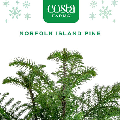 Costa Farms Norfolk Island Pine, Live Christmas Tree Plant in Holiday Decorative Plant Pot