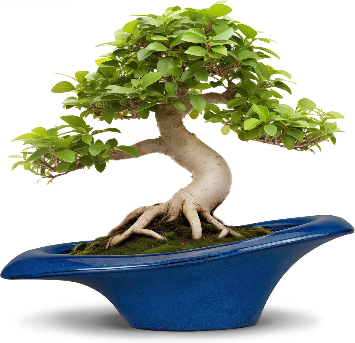 Bonsai Tree Pot 18 Inch - Ceramic Succulent Pots Large Bonsai Planter for Indoor Outdoor Plants
